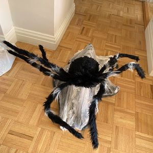 Black Jumping Spider